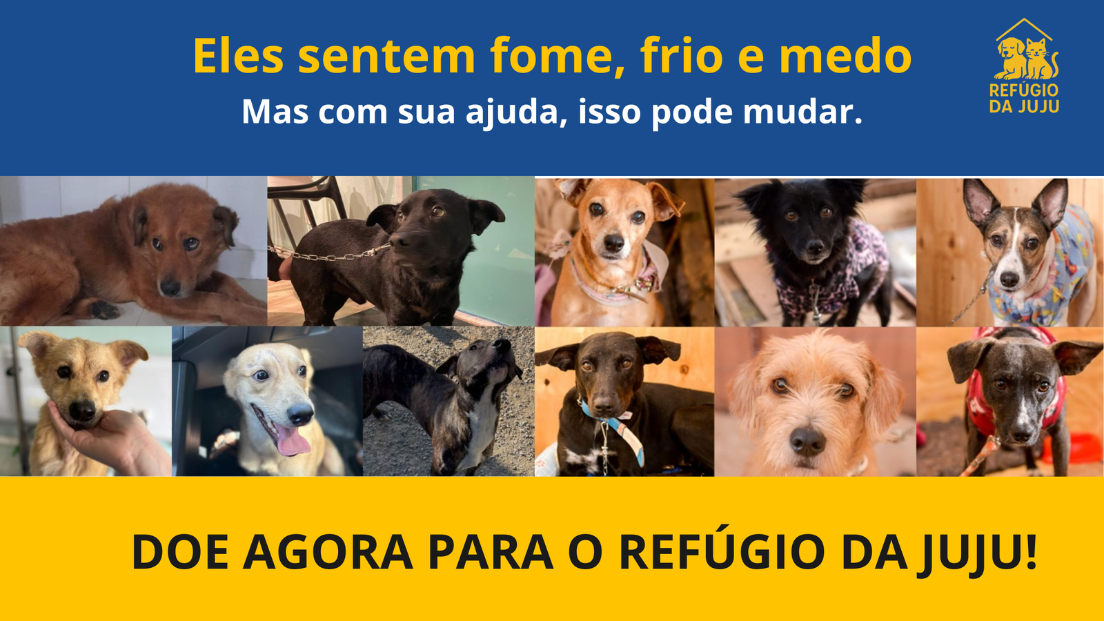 A sua ajuda pode salvar vidas - Animais resgatados precisando de cuidados